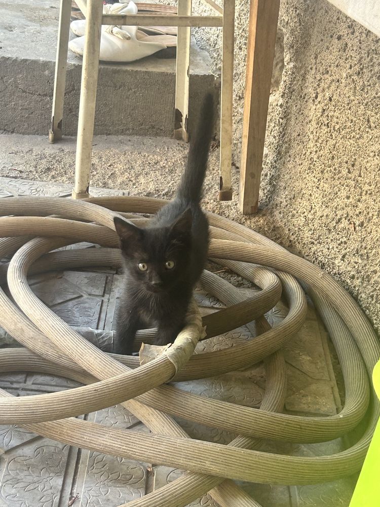 Отдам в хорошие руки котят