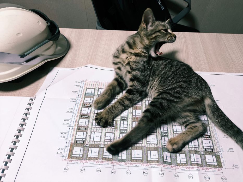 Нежная ласковая и очень активная малышка ищет дом