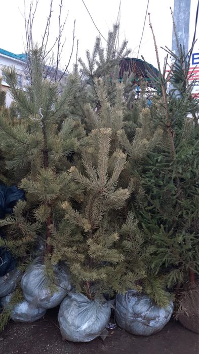 Срезаные елки,  еловые пихтовые, сосновые ветки