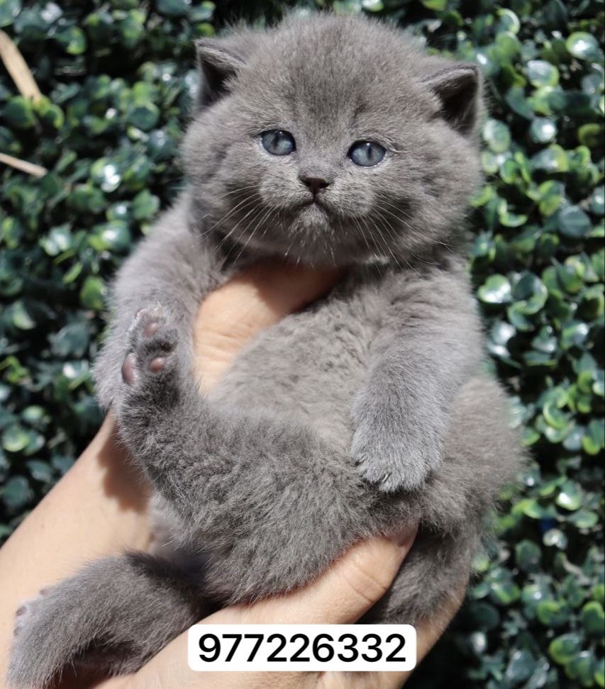 Продаются  британские котята