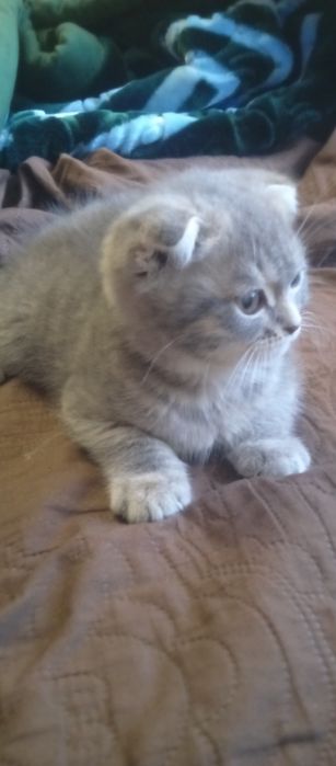 Продаются котенок веслаух серого цвета британец мальчик 3 месяцев