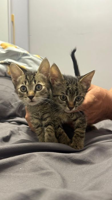 Отдам котят даром