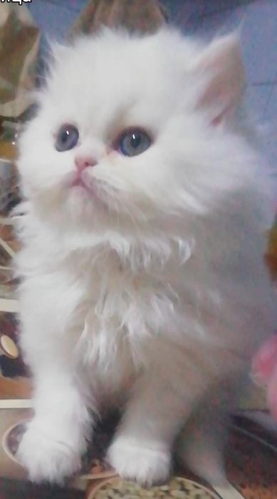 Котята персидские .