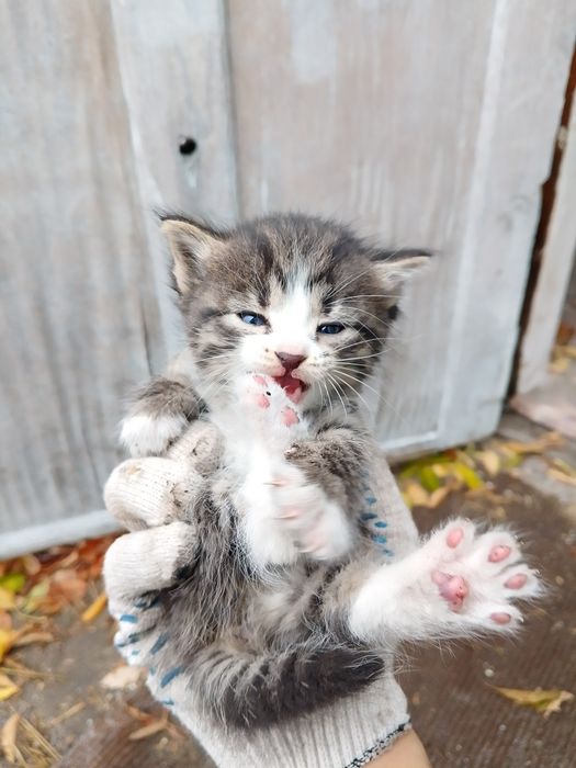 Отдам котят в хорошие руки