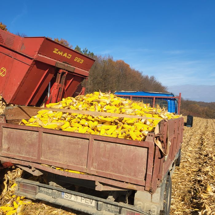 Porumb,  boabe sau stiulet