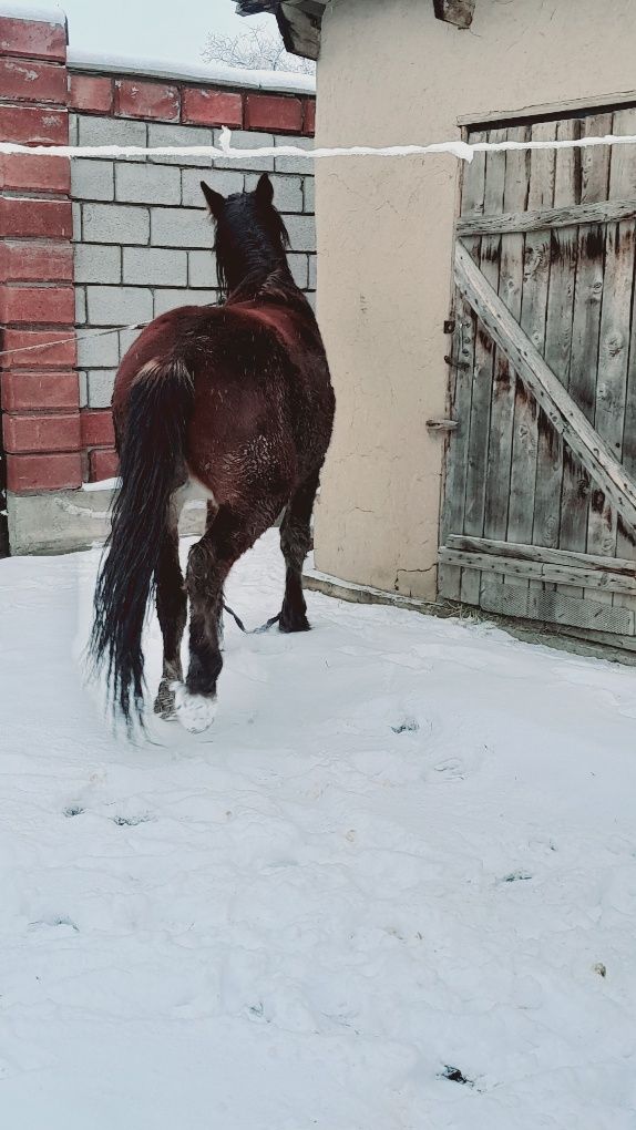 3 жаска шығар семіз сатылады