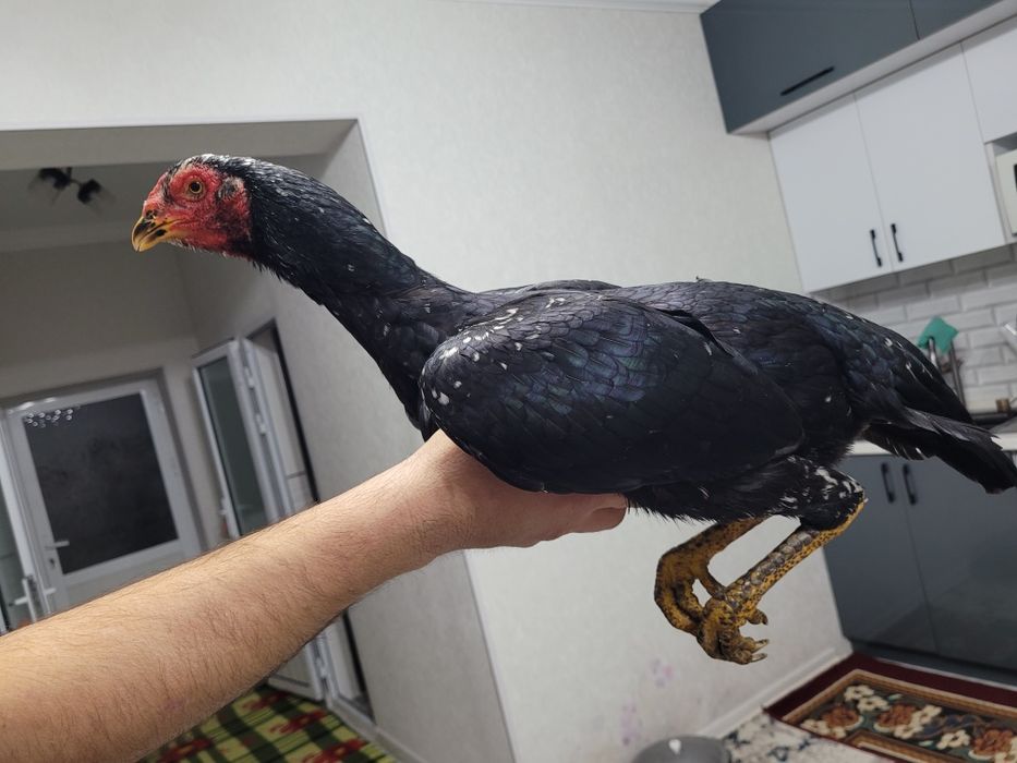 Корея + Шамо  тоза зод 1 тулак булди уршиши зур тика юради