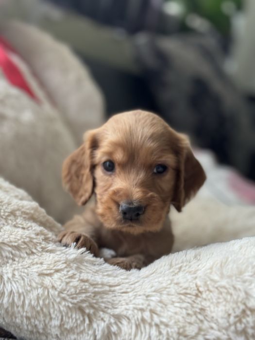 Кокер шпаньол бебенца