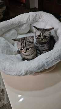 British Shorthair tabi băieți