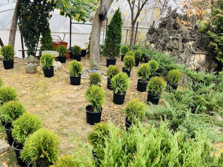 Tuia, magnolii, brazi plante din pepiniera proprie