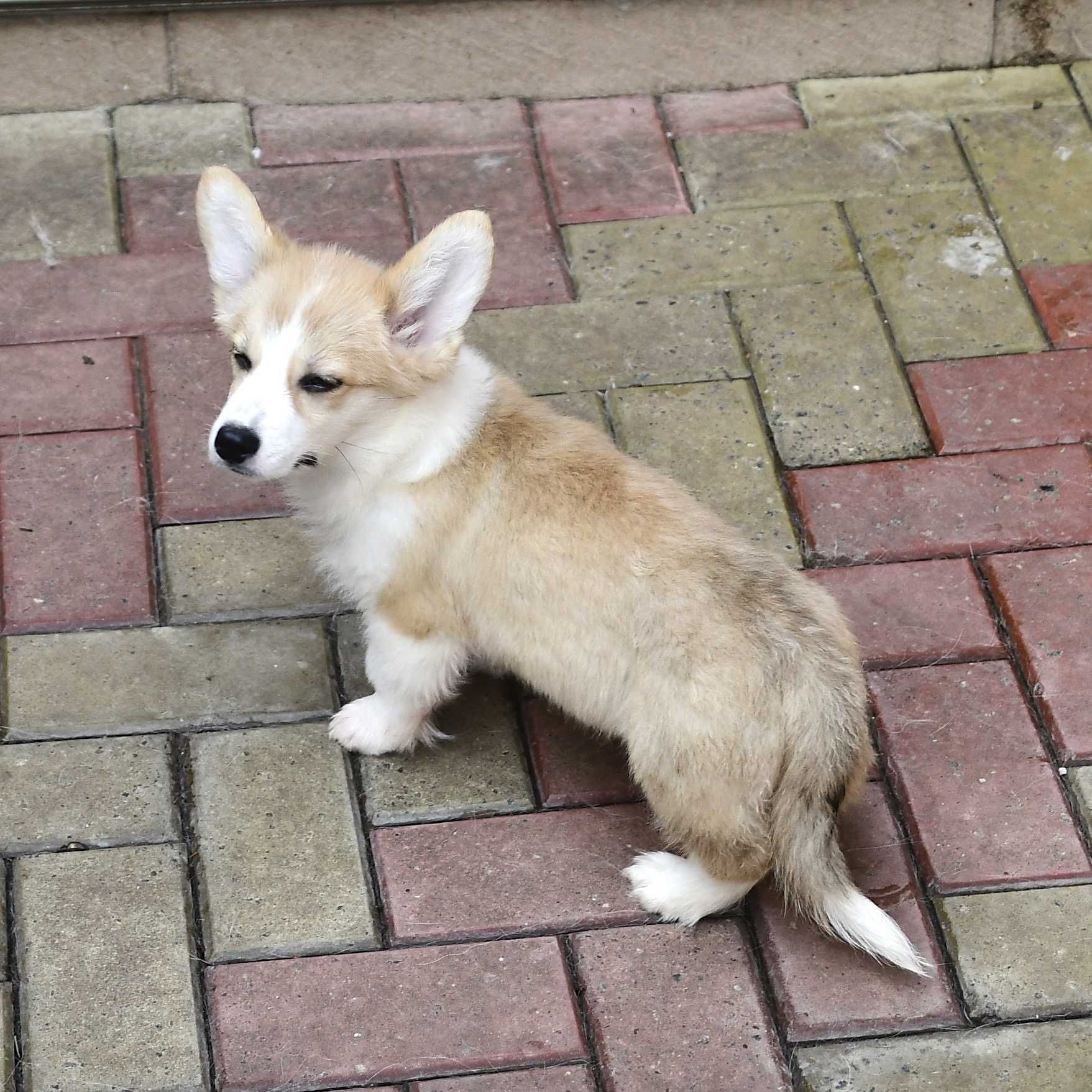 Descoperă Perfecțiunea! Femelă Corgi de Excepție Disponibilă Acum
