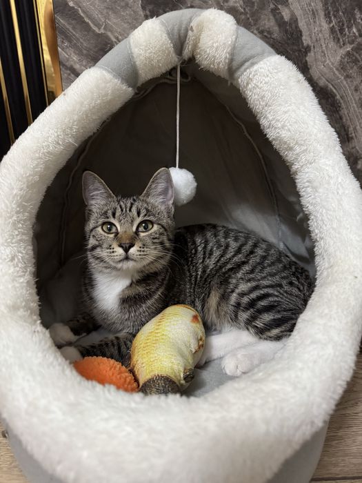 Котенок кошка бесплатно
