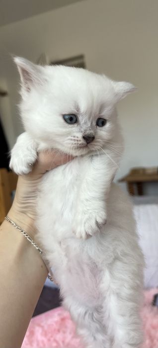 Pisici – 4 săptămâni – doar de rezervat.