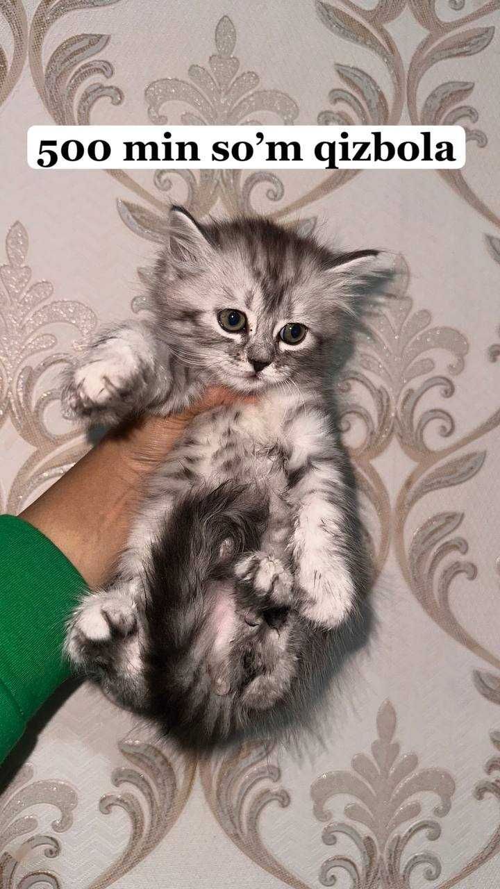 Британский шиншила