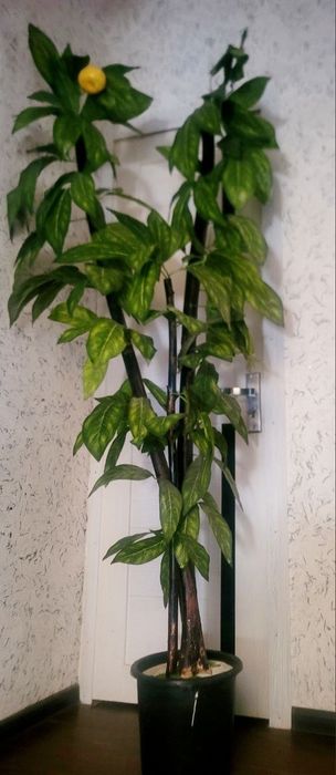 Красивые декаротивные деревья высотой 2метра читайте ниже