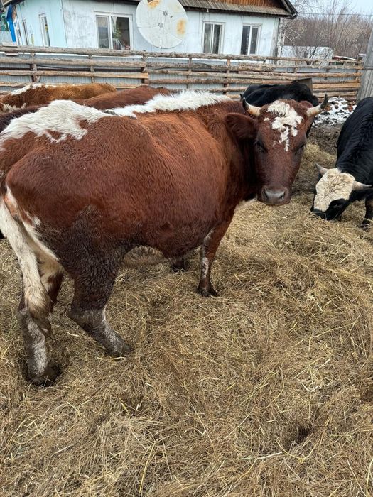 Продам корову стельную