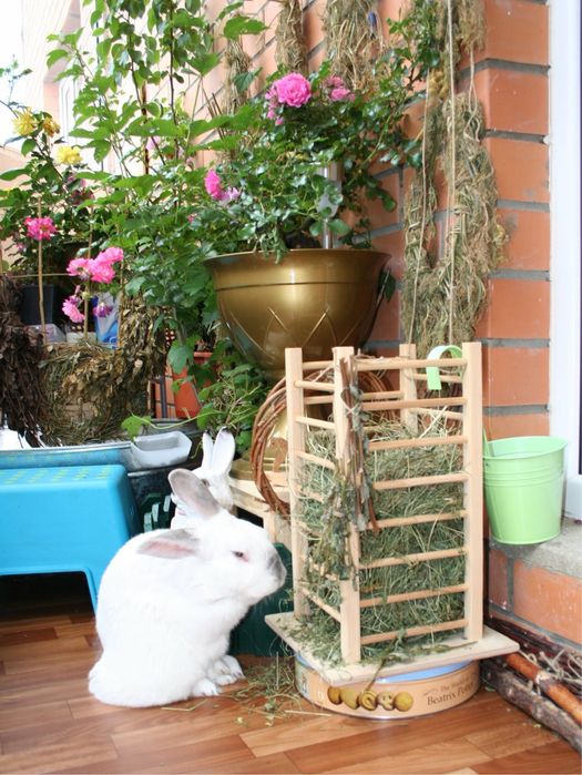 СЕНО ДЛЯ КРОЛИКОВ И ГРЫЗУНОВ  250gr . Xashak . cho’p .quyonga ovqat .