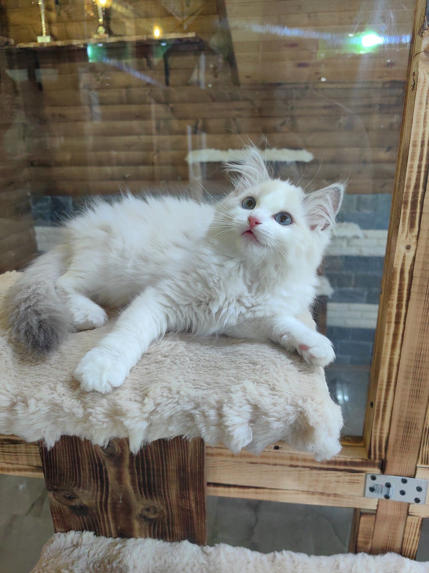 Рагдол/Ragdoll/Регдол две Женски с Родословие