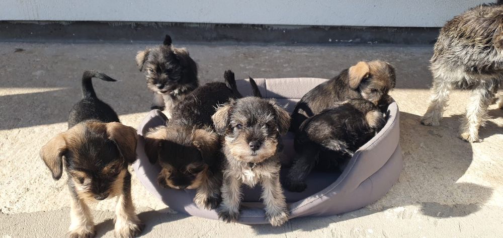 Schnauzer Pitic sare&piper