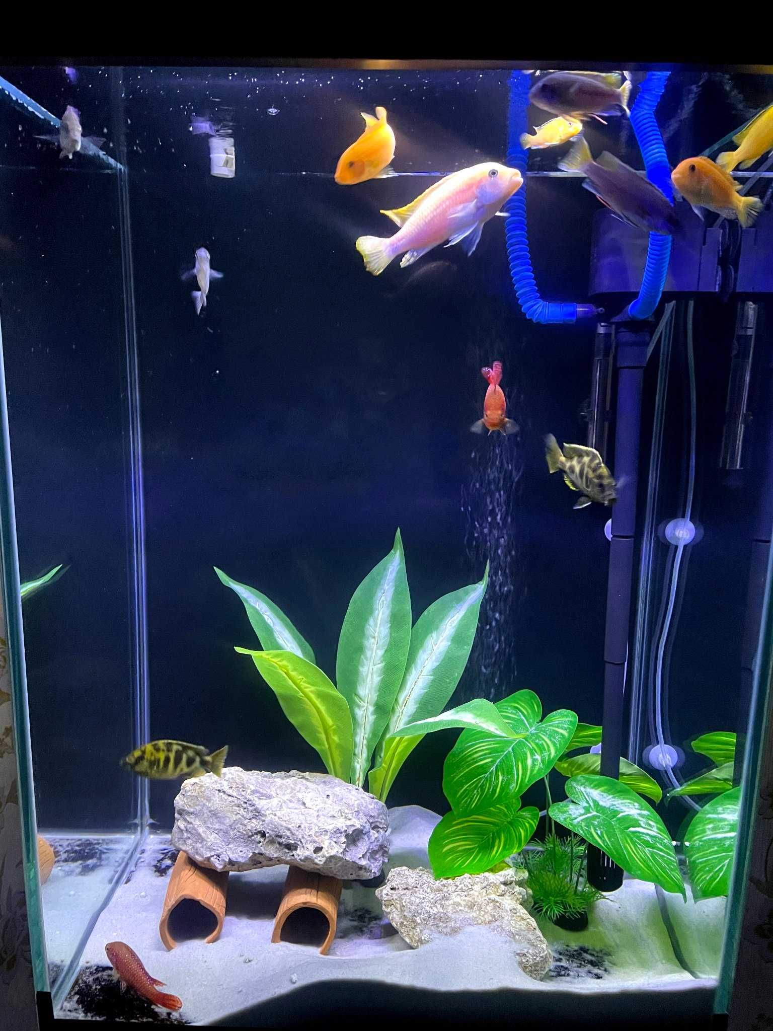Akvarium sotiladi Full komplekt
