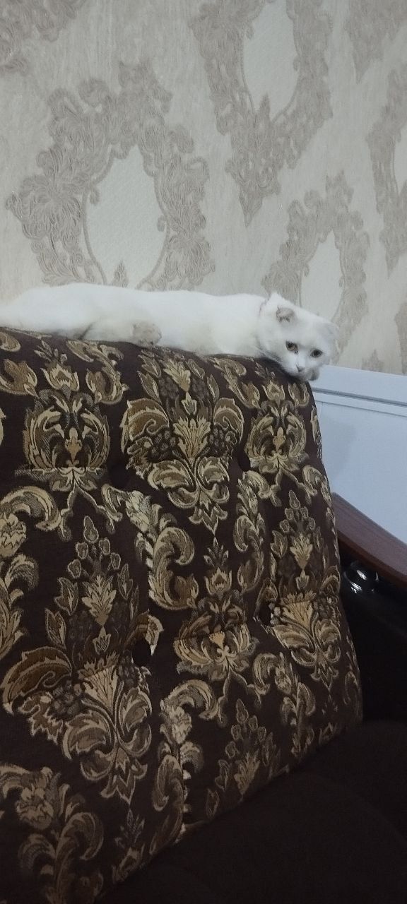 Qiz mushuk sotiladi