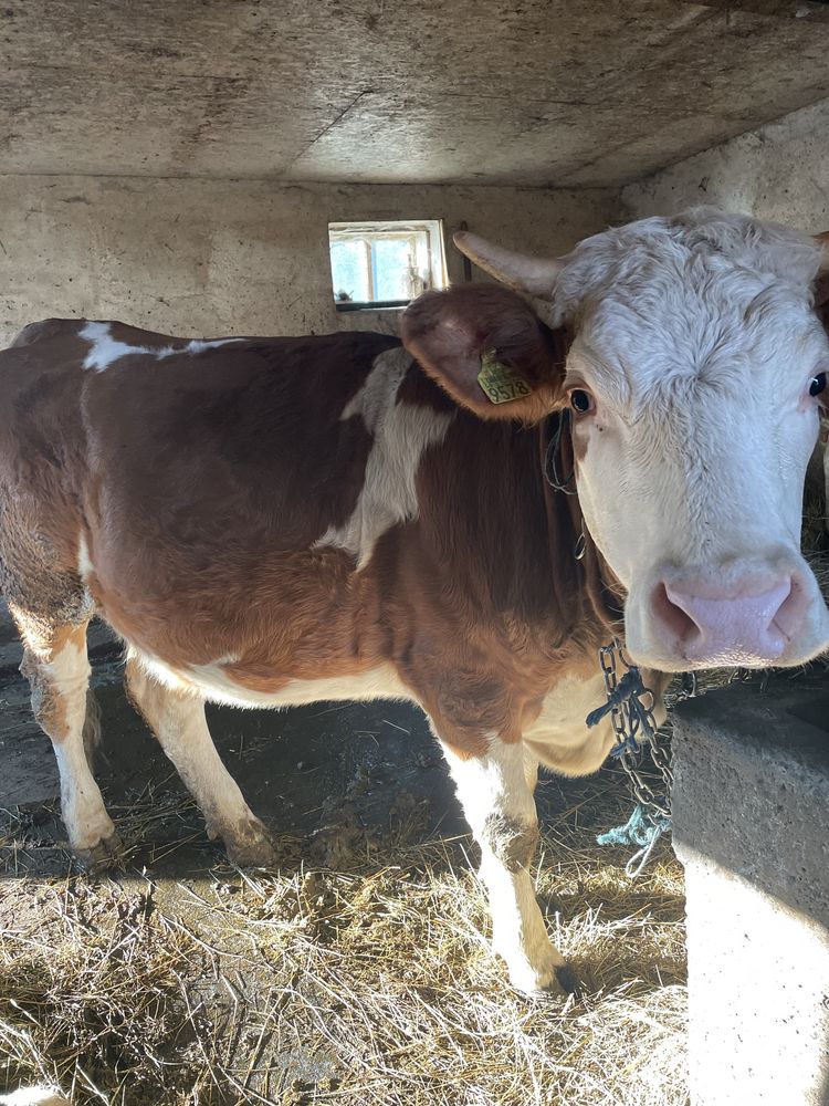 Junincă gestantă de vânzare
