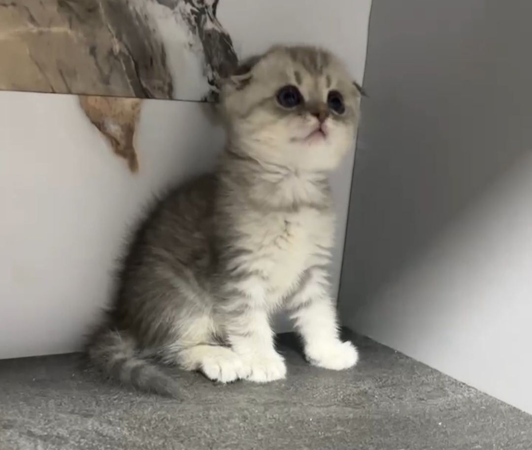 Скотиш фолд серебристая шиншилла табби мальчик