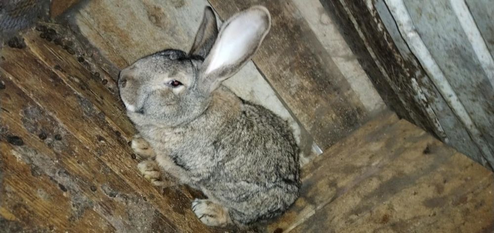 Vând iepure Uriaș German