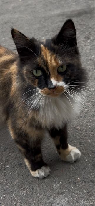 Котик в добрые руки , породистый , мальчик