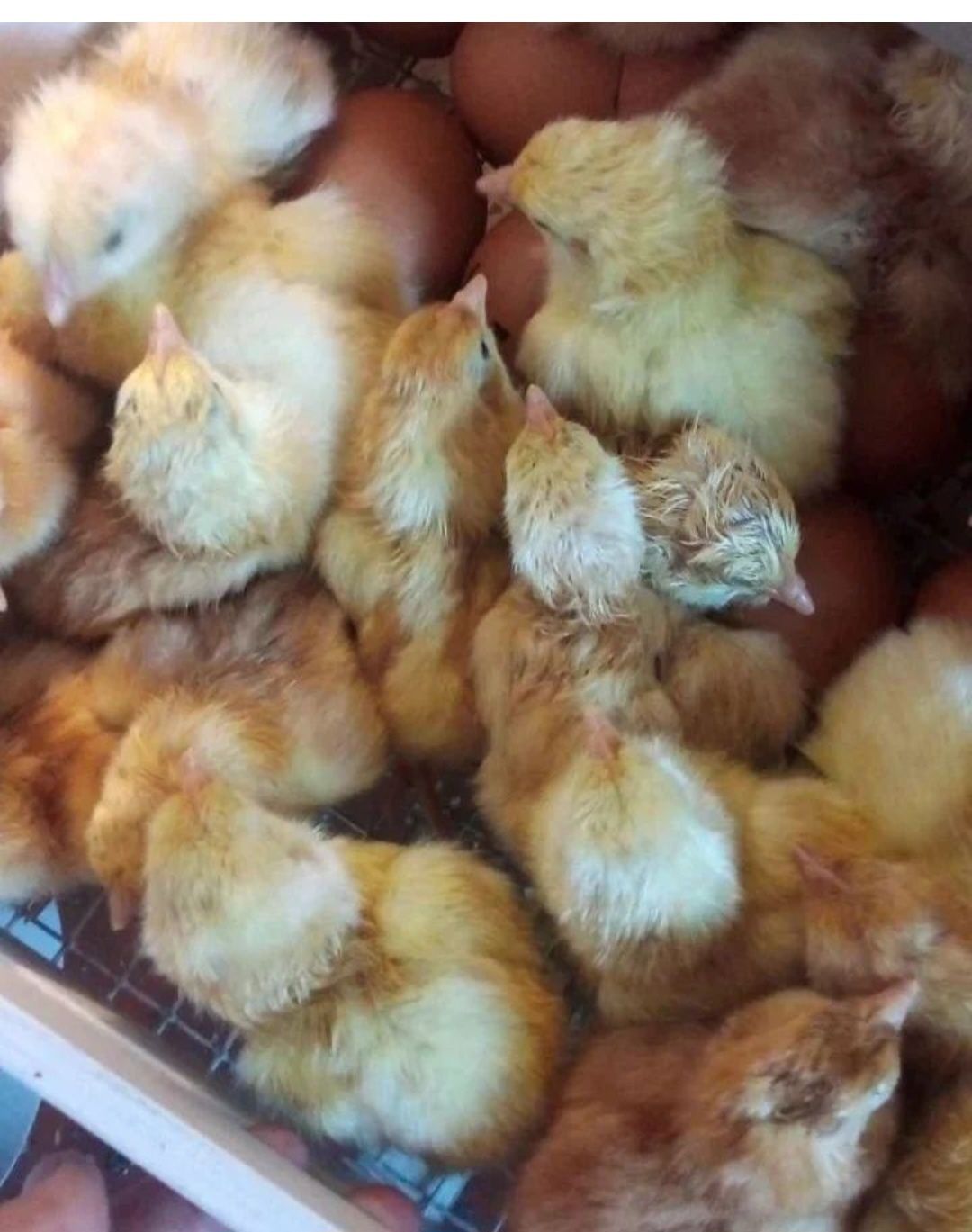 Выведу домашних цыплят под заказ