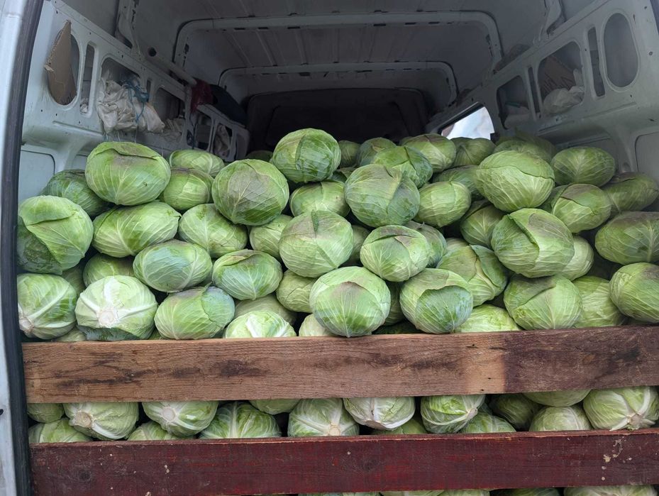 Vând varza de toamnă