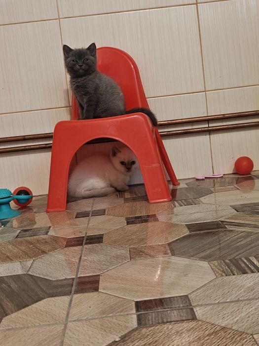 British shorthair