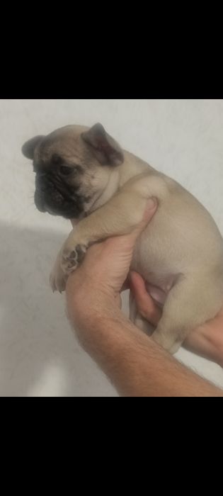 Щенок Французского Бульдога