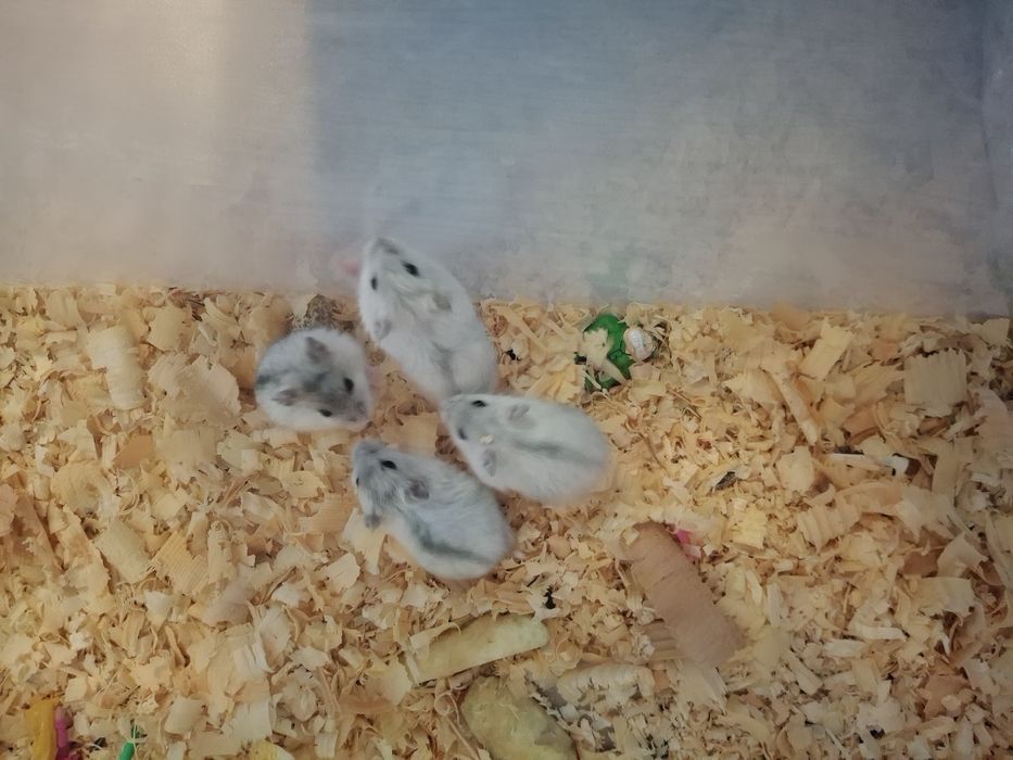 Джунгарски хамстери 4бр