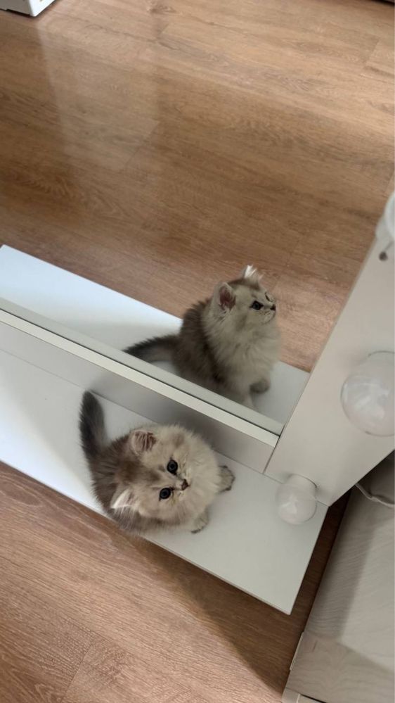 Котенок 2 месяца породы серебристая шиншила