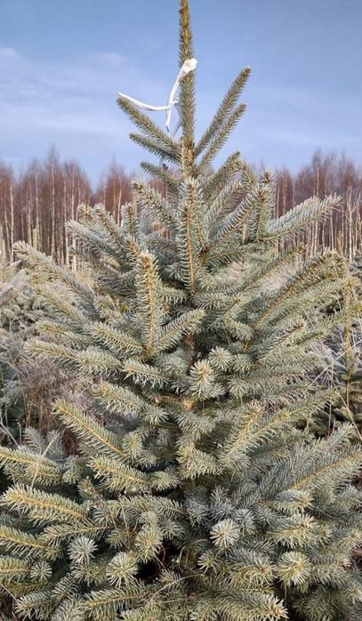 Brazi arginti la ghiveci