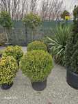 Vand buxus de diferite marimi