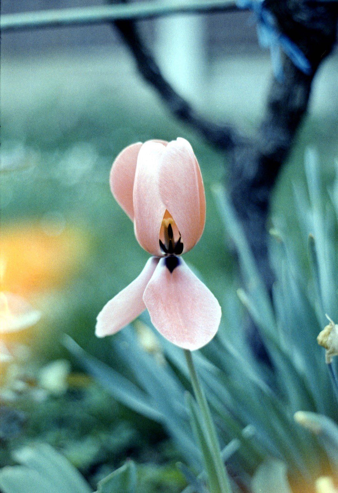 Konica Autoreflex TC фотоапарат + обектив Коника