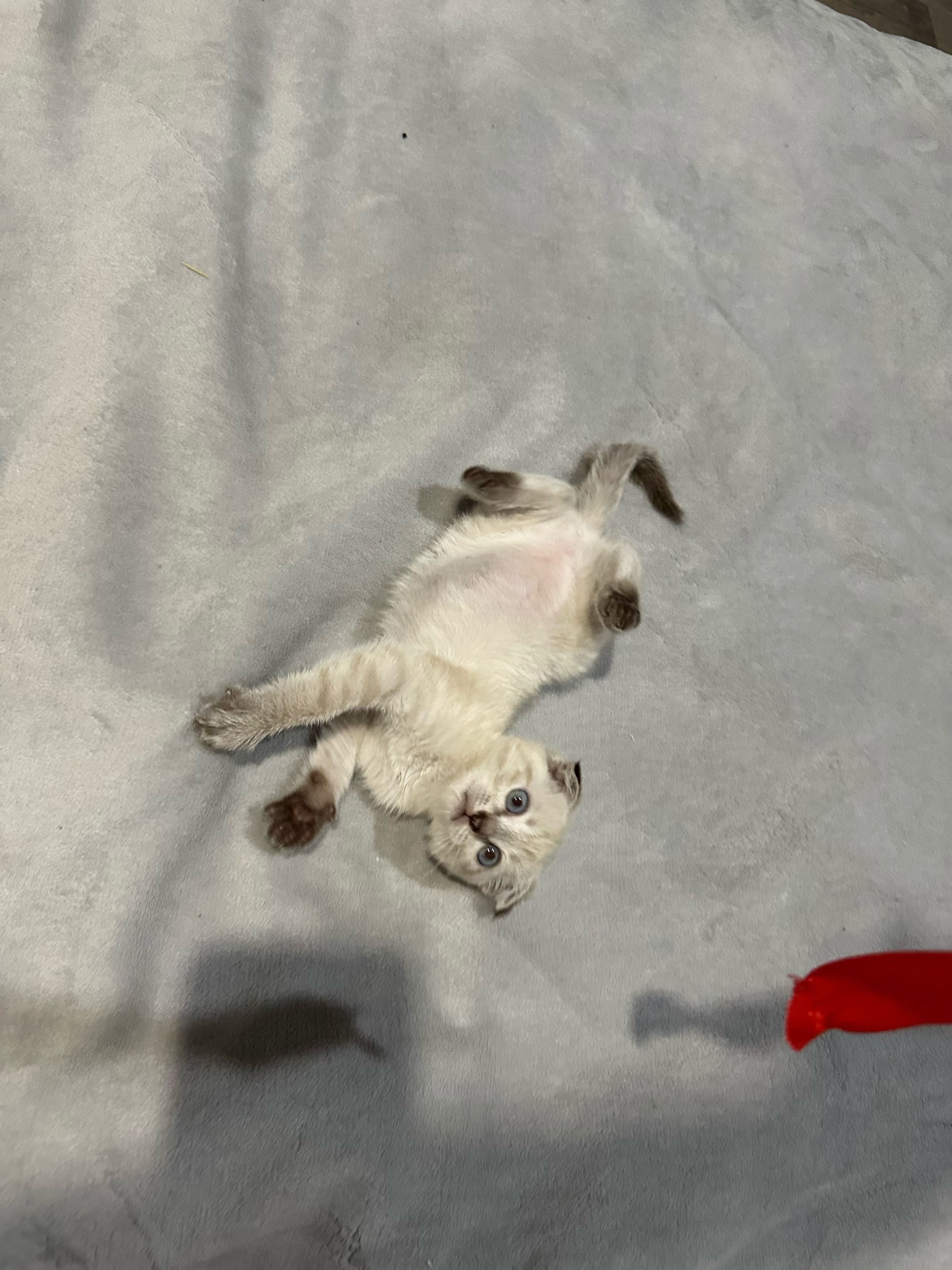Вислоухий котенок
