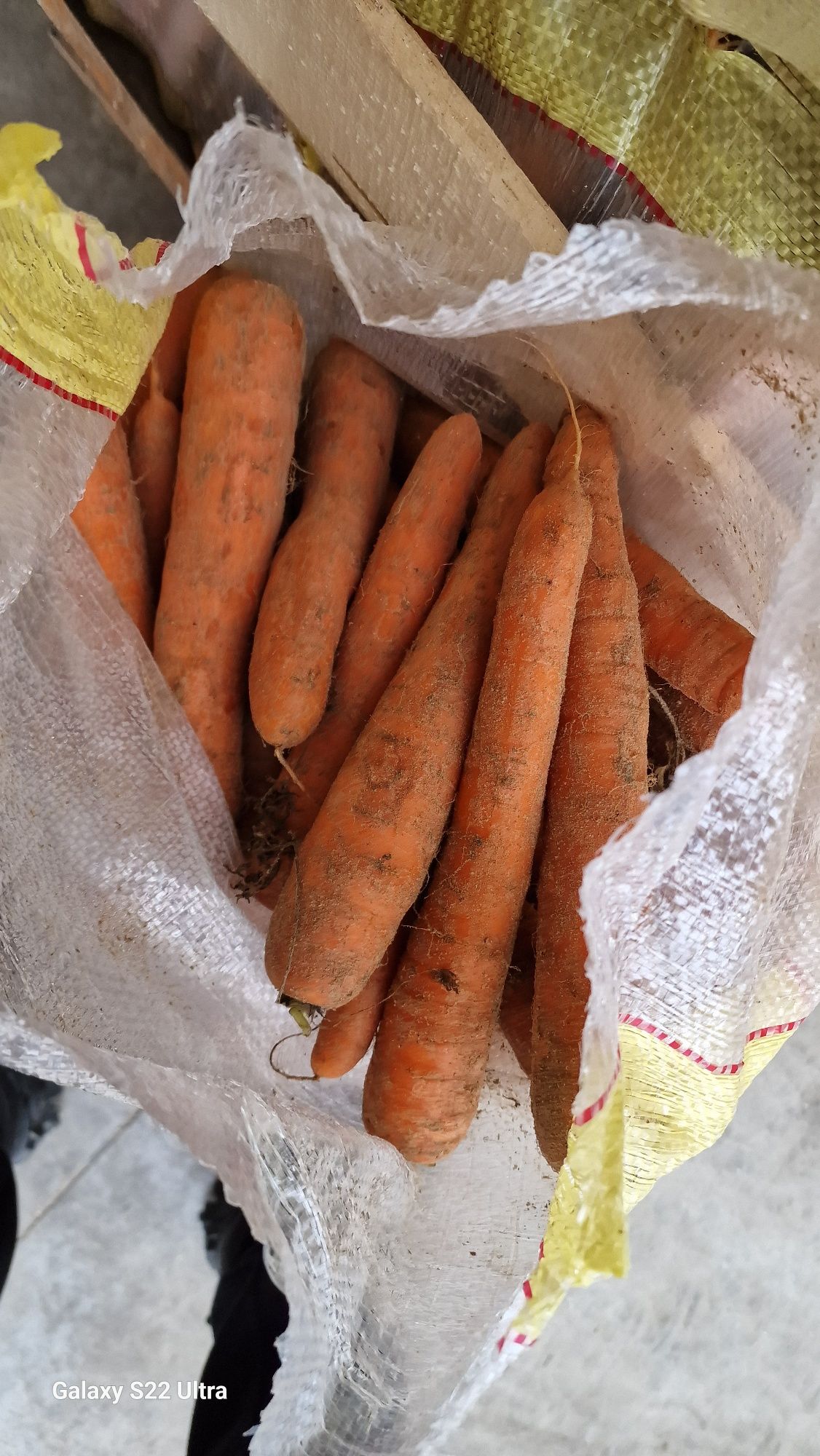 Morcov import murdar 1leu