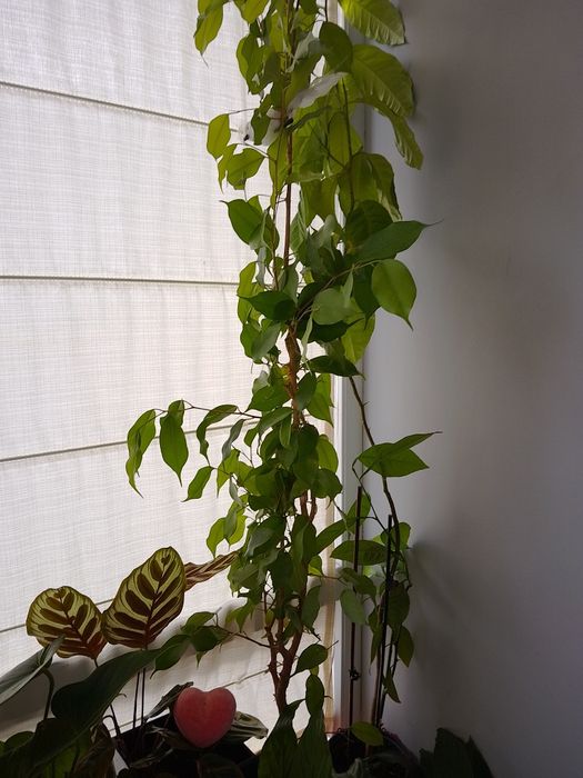 Пет броя цветя: 2  драцени, 2 бенджамина и антуриум