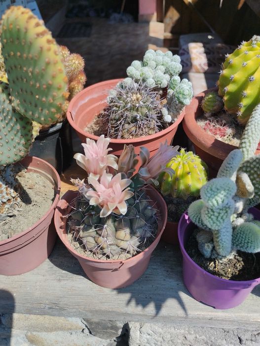 Vand  colectie formata din aprox.80 de cactusi.