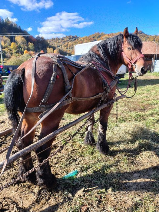 Armăsar 5 ani foarte blând
