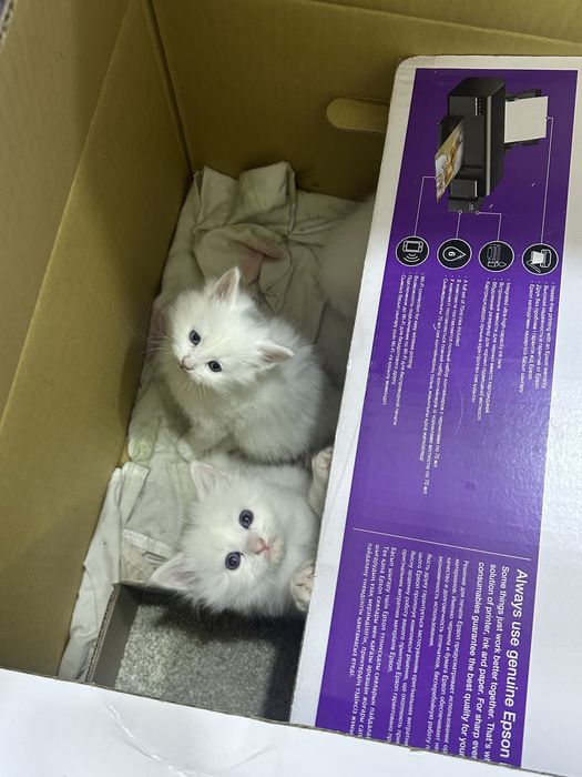 Продаю домашних котят