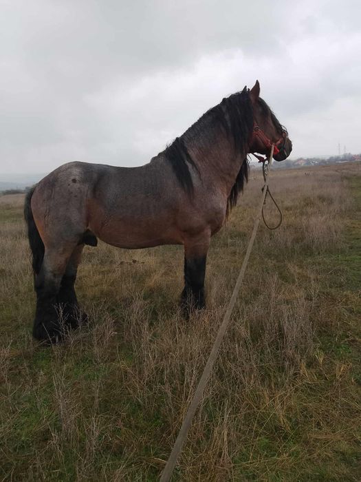 Armăsar de vânzare