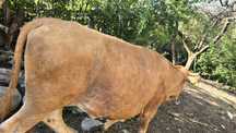 Vaca tanara de sacrificat