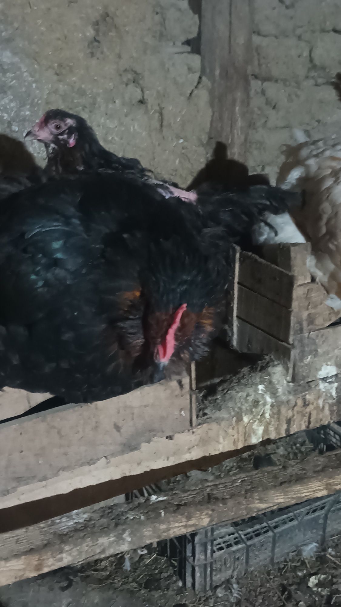 Продавам кокоши яйца 1,20
