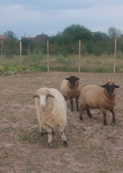 De vânzare berbec Oachis și 3 berbeci de anul asta.
