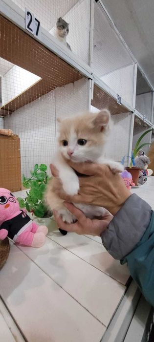 Переустройство котенок 1-2 месяца, мальчик