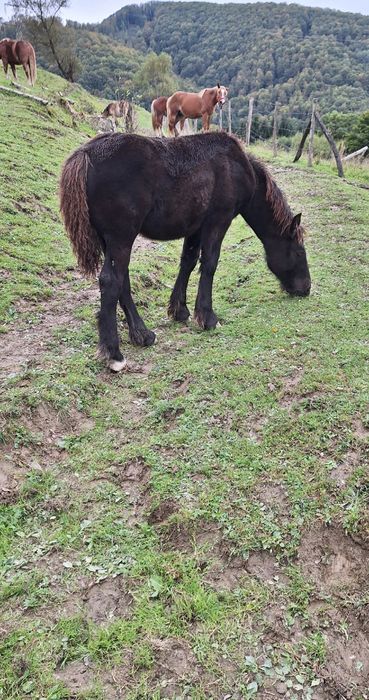 Mînză neagră ardeneză
